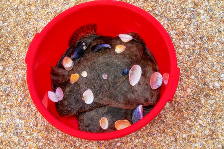 Azov Flounder in red bucket. Bottom mollusks surround this fish in Sea of Azov. Soft clam (Mya...