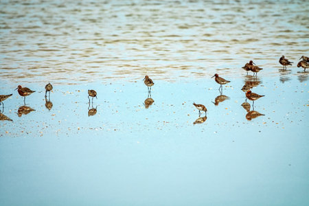 Migration halt of flyway waders (stop-over) in bays of Lake Sivash on Arabatskaya strelka spit....