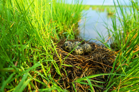 A black-winged stilt (Himantopus himantopus) nest in the coastal thickets of a brackish lake in coastal vegetation Aeluropus littoralis. Northern Black Sea regionの写真素材