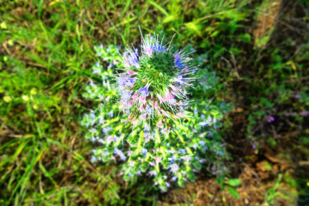 Bugloss, echium (Echium biebersteinii). Dry steppe with intensive grazing of cattle and sheep, but...