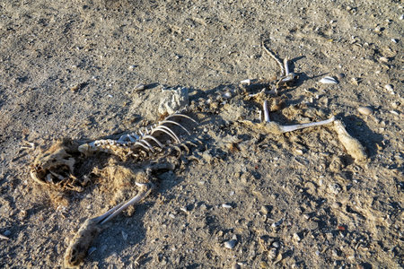 Animal carcasses, skeleton of a cat buried in the sand, wind-blown sandの写真素材