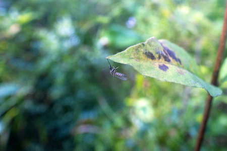 A blood-sucking mosquito swings on a blade of grassの写真素材