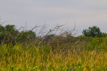 Water meadows (flood plain meadow) in the delta of the northern river with willow bushes. The area is flooded in the spring by more than 3 meters and many bushes rot. Wading birds, snipeの写真素材