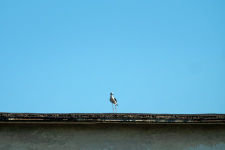 Nesting mobbing Black-winged stilt (Himantopus himantopus) on the roof of technical warehouse. Rare habitat variant, but this species tends to synanthropize (stress tolerant species). Northern Black seaの写真素材