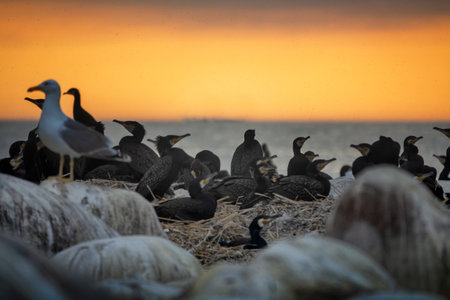 The site of southern cormorant (Phalacrocorax carbo sinensis) colony in the Baltic Sea. Birds on nests. Sunset sea with highlights on the wavesの写真素材