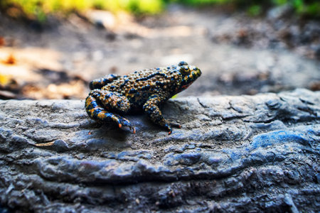 East fire-bellied toad (Bombina orientalis) on the northeastern edge of the range, swamp hole in the...