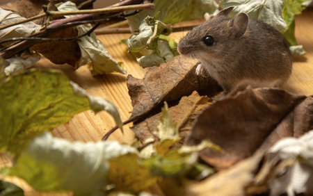 The vole lives in an aviary among fallen leaves. ?ommon red-backed vole (Clethrionomys glareolus)....