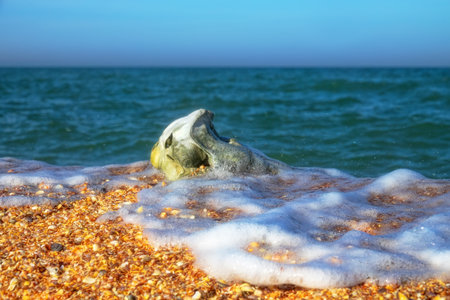 Waves washed up common porpoise (Phocoena phocoena) skull on a sandy beach. The death of dolphins in the Sea of Azovの写真素材