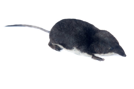 Eurasian water shrew (Neomys fodiens) greedy predator that eats more of its own weight, has teeth with saliva venenosa that paralyze even small size mammals, frog and preserves it for weeksの写真素材