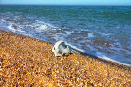 Waves washed up common porpoise (Phocoena phocoena) skull on a sandy beach. The death of dolphins in the Sea of Azovの写真素材