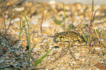 Variable toad (Bufo viridis) hunts small insects in steppe dunes. Arabatskaya strelka. Azov sea