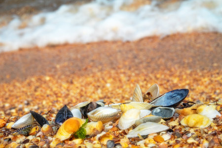 Memory of sea. Beautiful seashells on shell beach near surf. Winter cold sea. Soft shell clam (Mya arenaria), anadara ((Scapharca inaequivalis), edible mussel (Mytilus edulis), Venus between Cardiumの写真素材