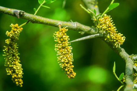 Spring steppe forest strip. Flowering Thorney locust (Gteditschia triacanthos). The tree is used in...