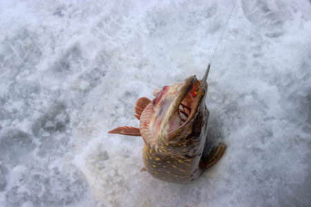 Winter fishing. Pike is hooked with pike trap. Fisherman to fish out trophy from ice hole against...