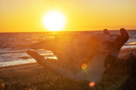 The skull of a bull (cow) with the setting sun shining through its orifices or chap. Supernatural entities conceptの写真素材