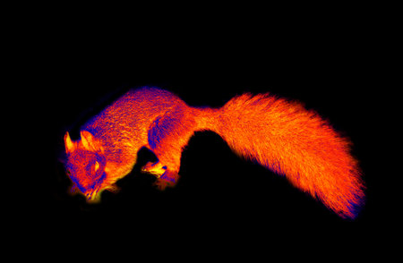 Squirrel on a black background. The image from thermal imager deviceの写真素材