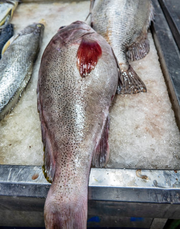 Bandar Abbas market, Iran. Gifts of the sea (sea fish)