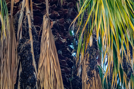 Fortune's windmill palm (Trachycarpus excelsus, Trachycarpus fortunei). Winter tree. Iranの写真素材