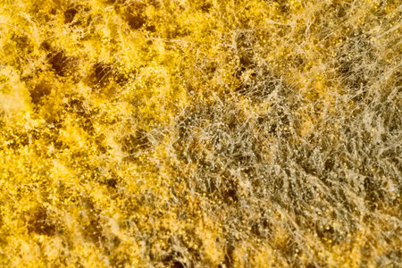 Penicillin and aspergillum mold on bread. Colonies of species of mold fungi, young (white), yellow Aspergillus flavus, green - Penicillum. Aspergillus niger ripe black round sporangia. Ultramacroの写真素材