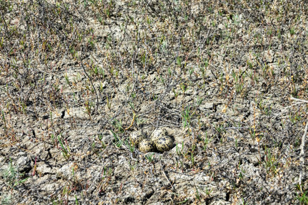 The Lapwing (Vanellus vanellus) nest is made of alkali grass dry stems. Arid salty steppe with Salsola, flat island. The nest hole is shaped like a cow's footprint. Seaside lagoon, north of the Black Sea.の写真素材