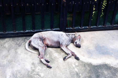 Vietnamese skinny dog sleep on streetの写真素材