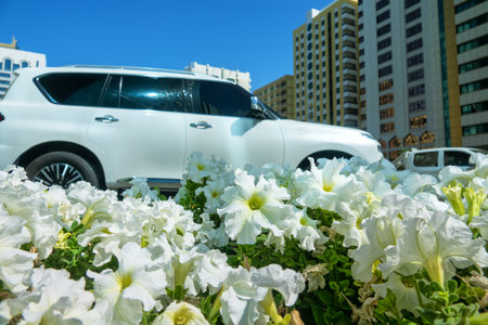 Abu Dhabi, Arab Emirates - February 11, 2023: A look at the city through landscaping and decoration. Flower bed on the background of houses and cars, landscaping of cities, floral decorationの写真素材