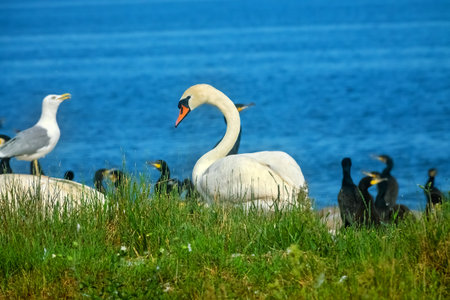 A mute swan (Cygnus olor, male) among the sea islands, in a colony of seabirds. Baltic seaの写真素材