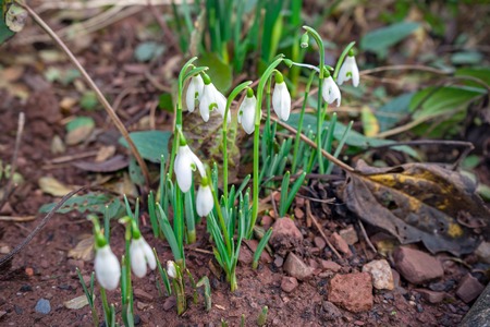 Flowering white snowdrops flower in spring garden.の写真素材