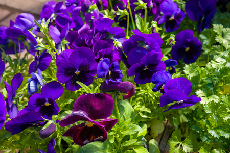Big Viola wittrociana flowers, pansies on flower market.の写真素材