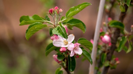 Blossoming apple flowers on tree in spring gardenの写真素材