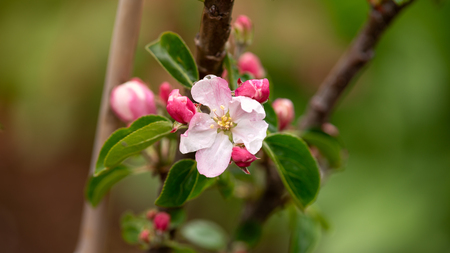 Blossoming apple flowers on tree in spring gardenの写真素材