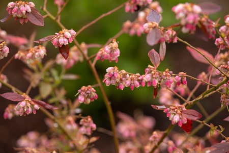 Blueberry Flowers on bush in early summer gardenの写真素材