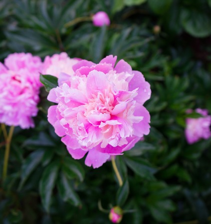 Delicate pink peonies in the garden.の写真素材