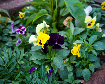 mixed pansies in garden flower bedの写真素材