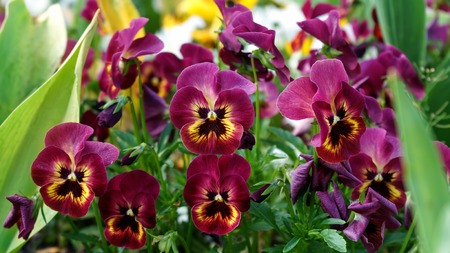 Viola wittrockiana, pansy flowers in spring garden.