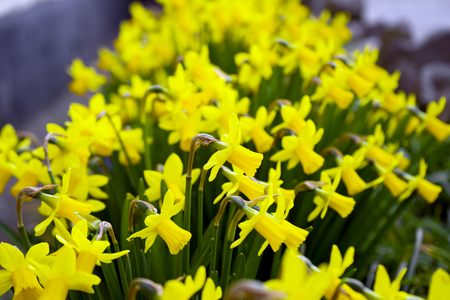 Yellow Miniature blooming Daffodils in home green garden.の写真素材
