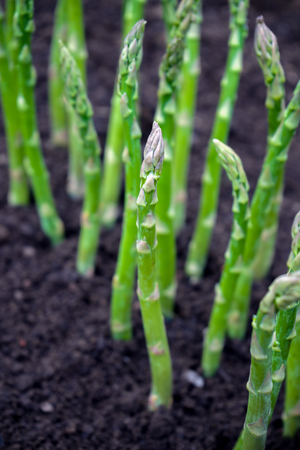 Green young asparagus sprouts in the garden.の写真素材