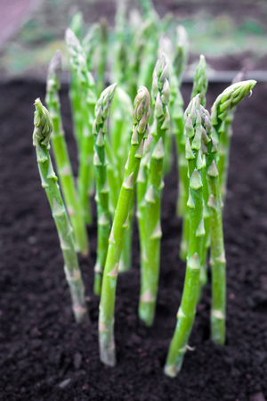 Green young asparagus sprouts in the garden.の写真素材