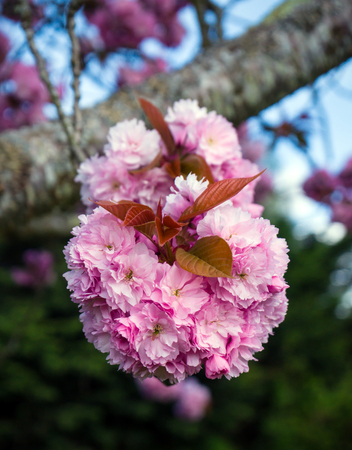 Sakura Cherry blossoms tree in full bloom.の写真素材