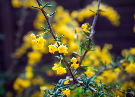 Berberis candidula shrub with yellow flowers, selective focusの写真素材