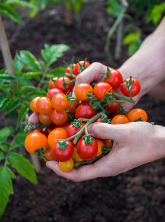 farmer, man holding in hand freshly picked cherry orange and red tomatoesの写真素材