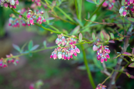 blueberry buds and flowers on a bush.の写真素材