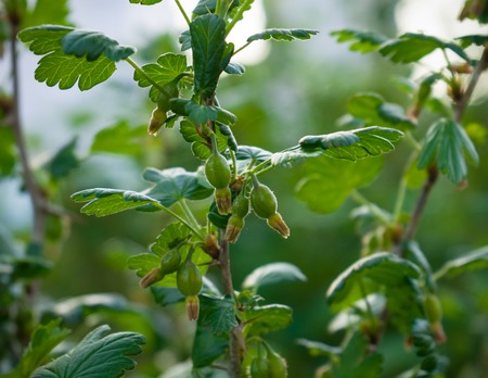 Branch of jostaberry with green berries in spring on blurred backgroundの写真素材