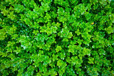 green vibrant boxwood bush texture in garden.の写真素材