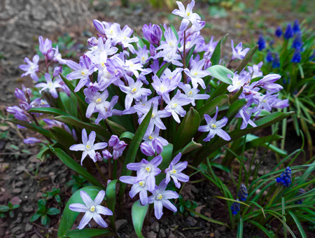 Chionodoxa,Ordinary Star, Glory-of-the-snow spring flowers in the garden.の写真素材