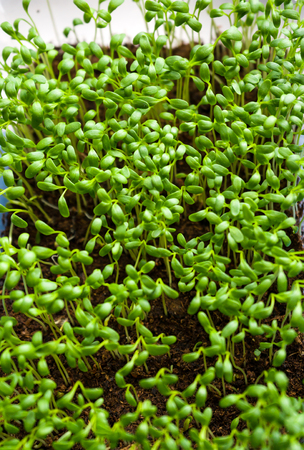 Fresh green garden cress sprouting redy for saladの写真素材