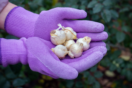 allium caeruleum bulbs in gardener's hands in gloves ready to be plantedの写真素材