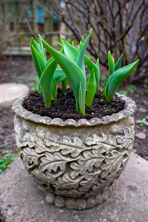 Tulips sprouting forth from the ground in old garden pot in early springの写真素材