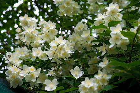 close up blooming jasmine flower on bush in garden, selected focusの写真素材