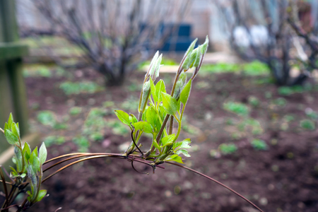 young shoots of clematis in green gardenの写真素材